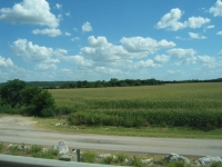 Corn field in Texas
